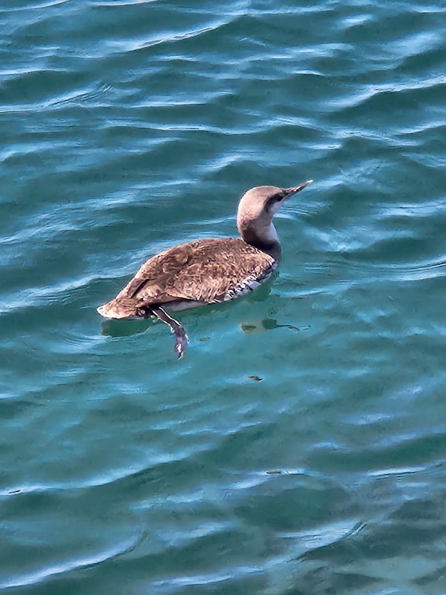 Red-throated Loon - ML616519155