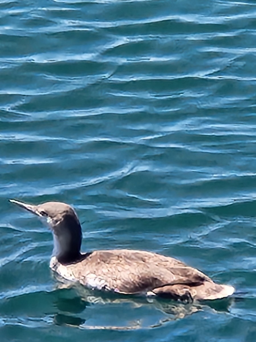 Red-throated Loon - ML616519158