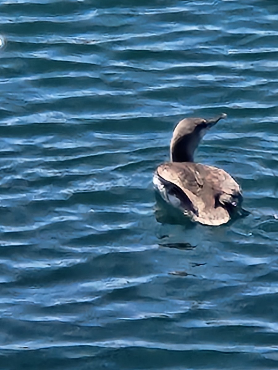 Red-throated Loon - ML616519160
