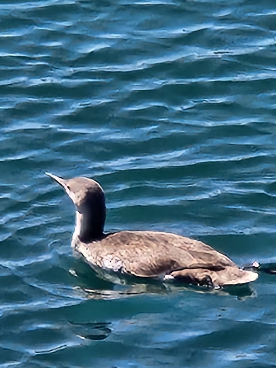 Red-throated Loon - ML616519161