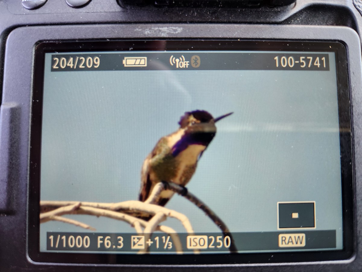 Costa's Hummingbird - ML616519384
