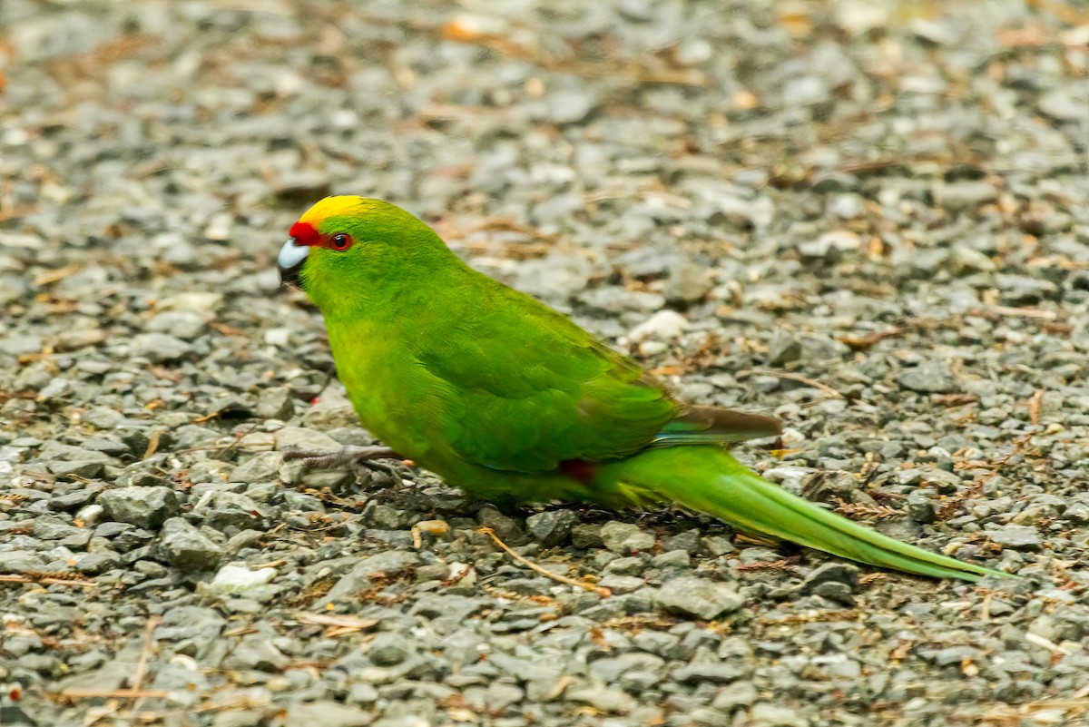 Yellow-crowned Parakeet - ML616519410