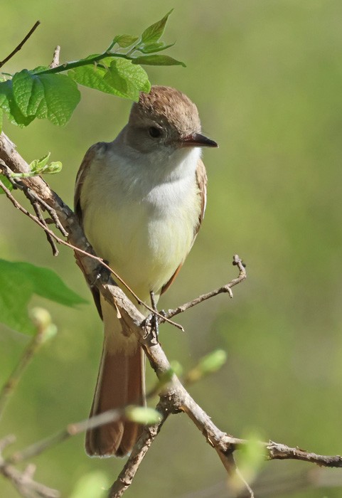 Ash-throated Flycatcher - Terry Hibbitts