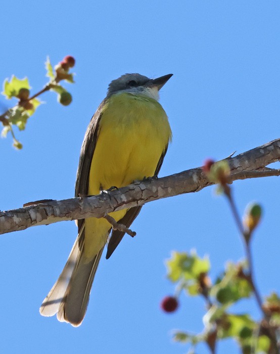 Couch's Kingbird - Terry Hibbitts