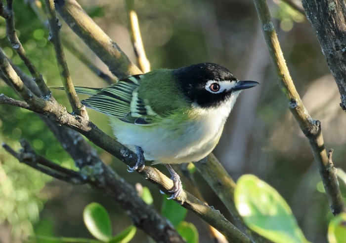 Black-capped Vireo - Terry Hibbitts