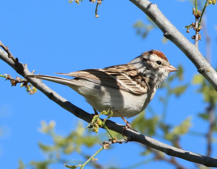 Chipping Sparrow - ML616519504