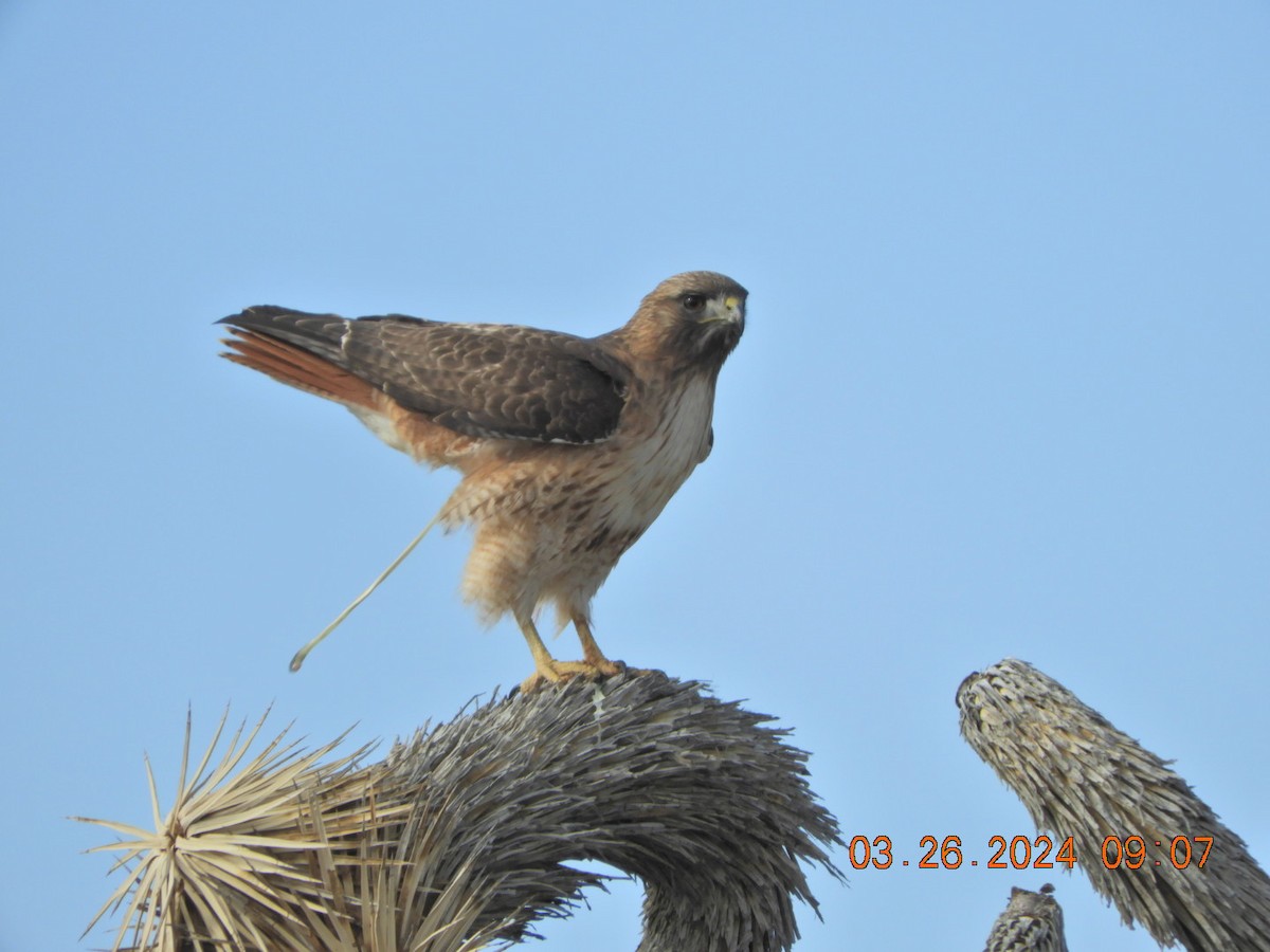 Red-tailed Hawk - ML616519816