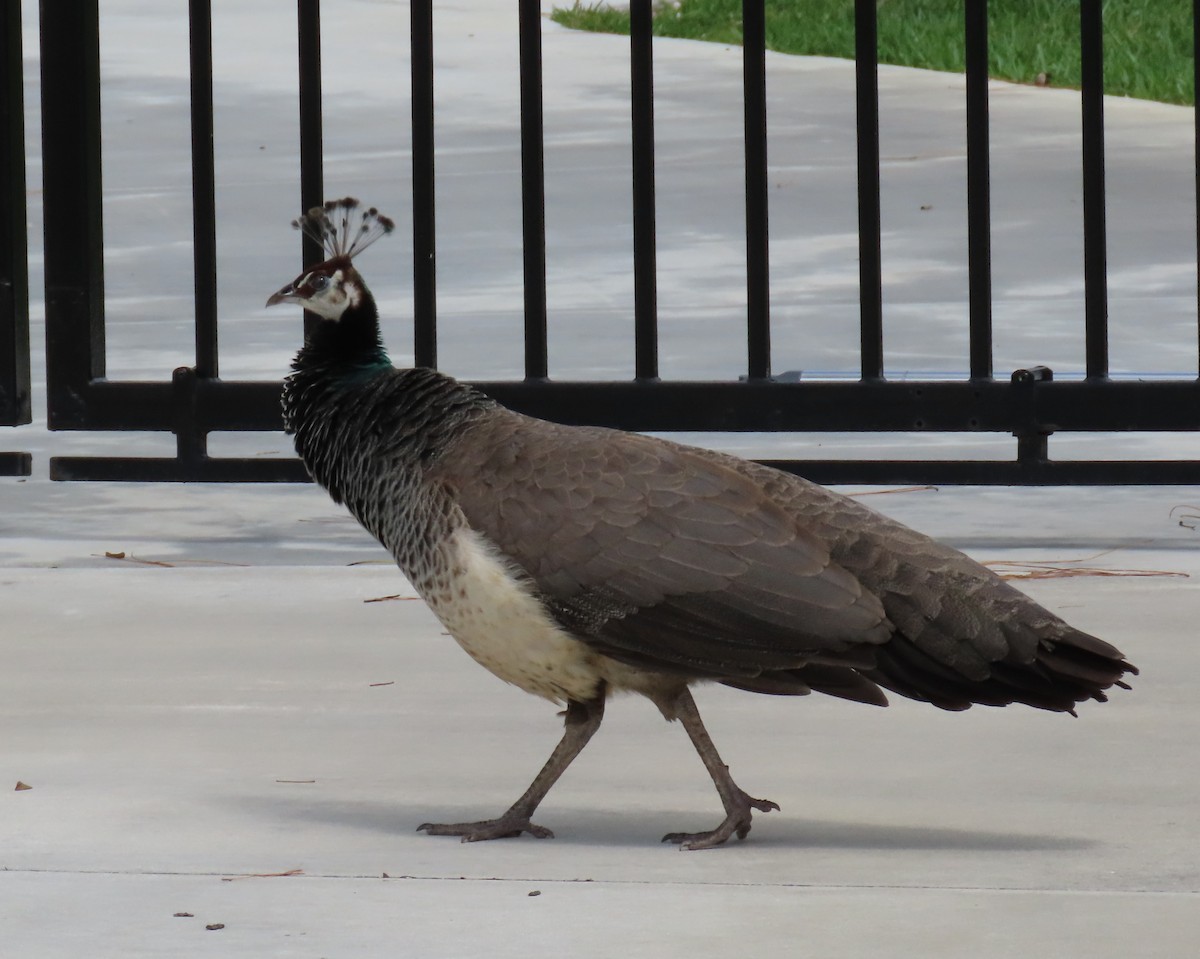 eBird Checklist 26 Mar 2024 Palm Beach Ranchettes, Lake Worth 5