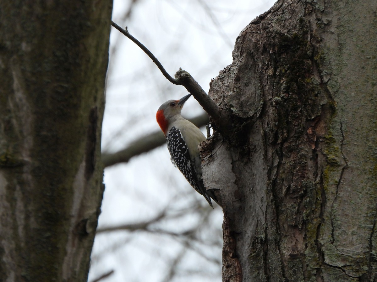 Red-bellied Woodpecker - ML616519924
