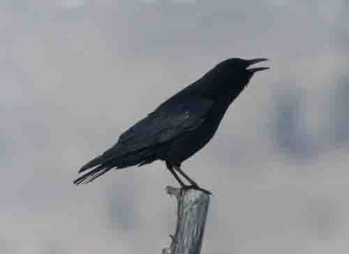 American Crow - ML616520007