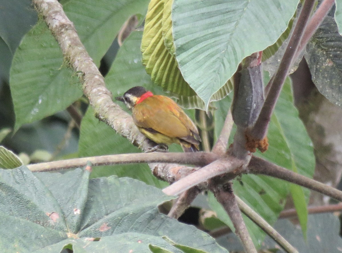 Yellow-vented Woodpecker - ML616520026
