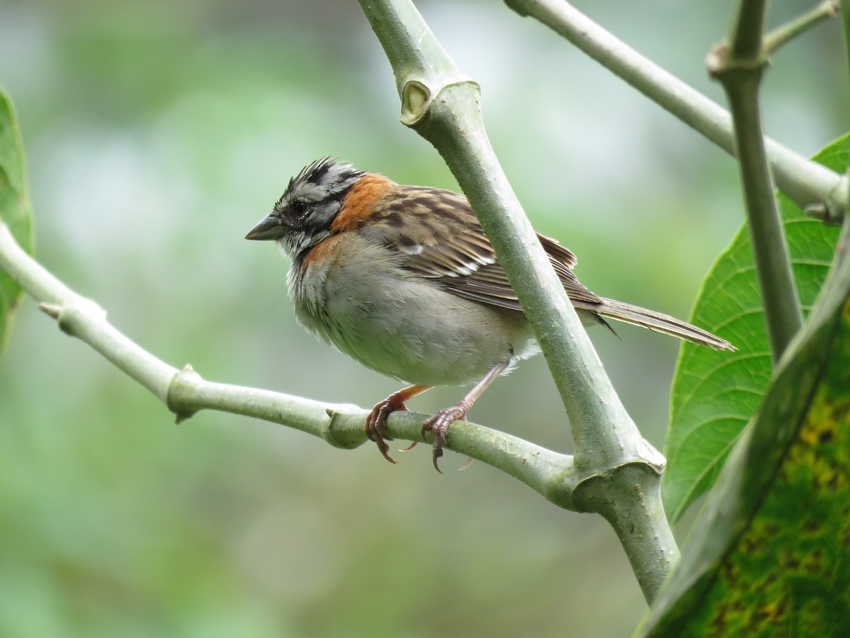 Rufous-collared Sparrow - ML616520136