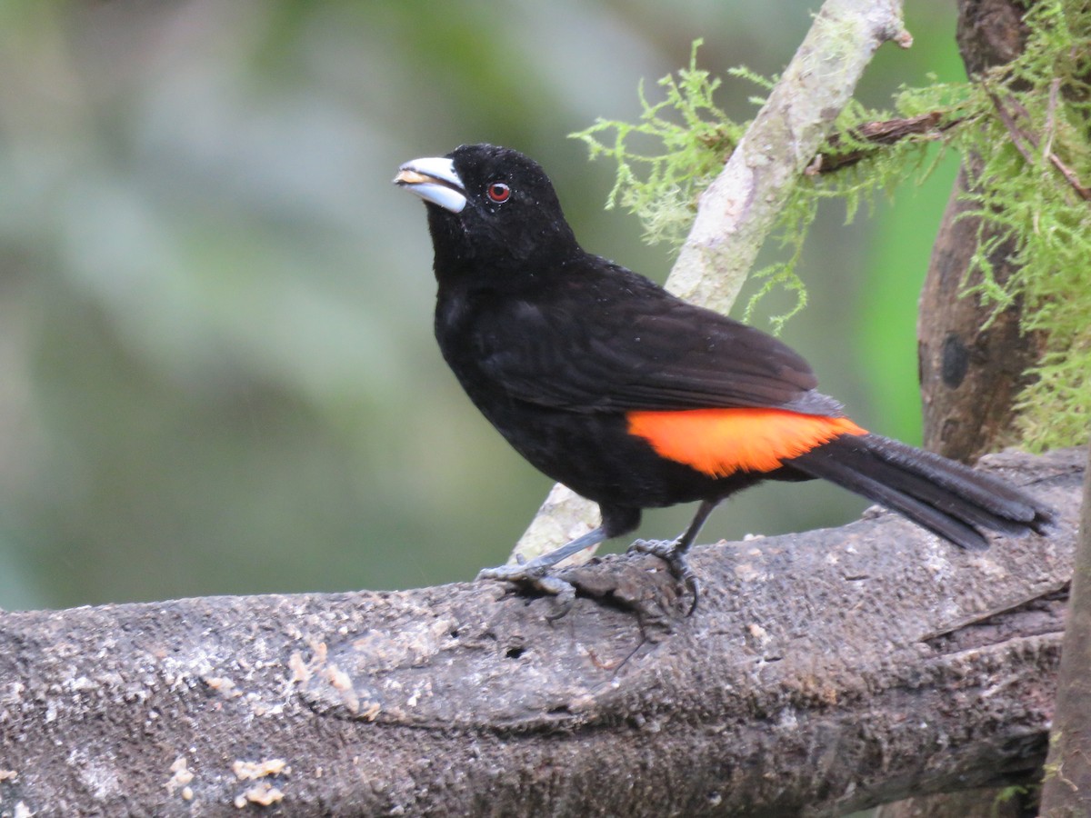 Flame-rumped Tanager (Flame-rumped) - ML616520202