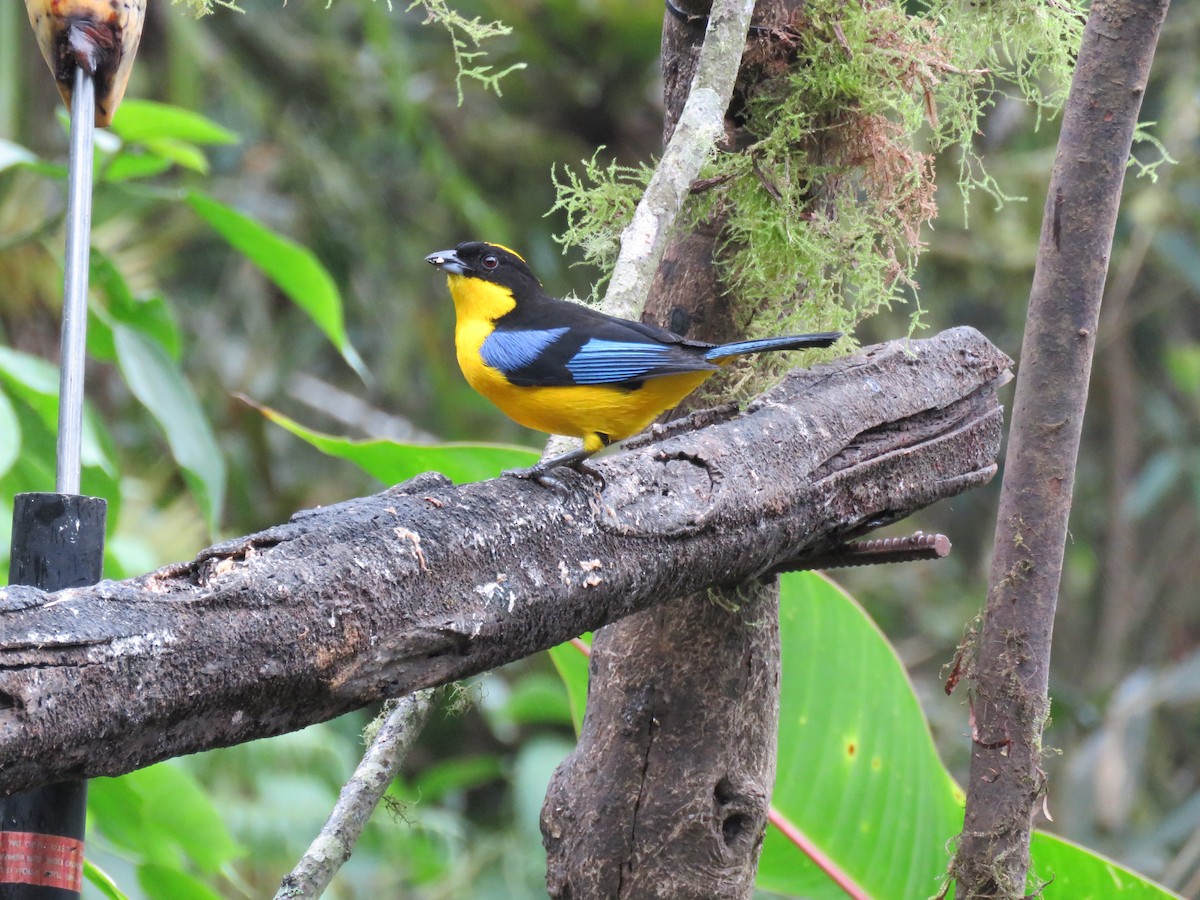 Blue-winged Mountain Tanager - ML616520214