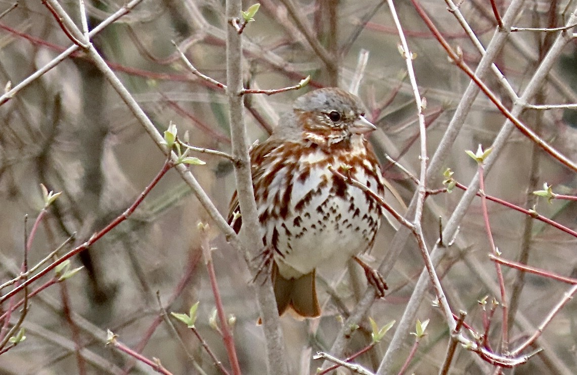 Fox Sparrow (Red) - Micky Louis