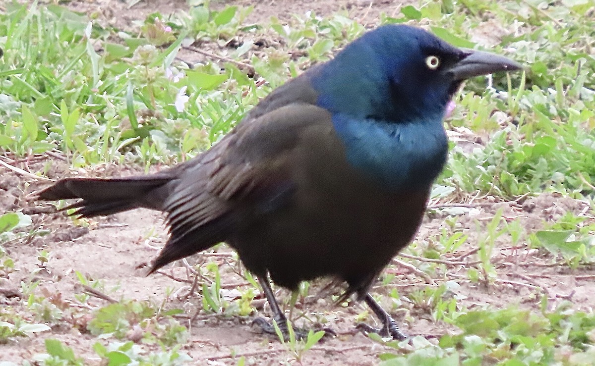 Common Grackle - Micky Louis