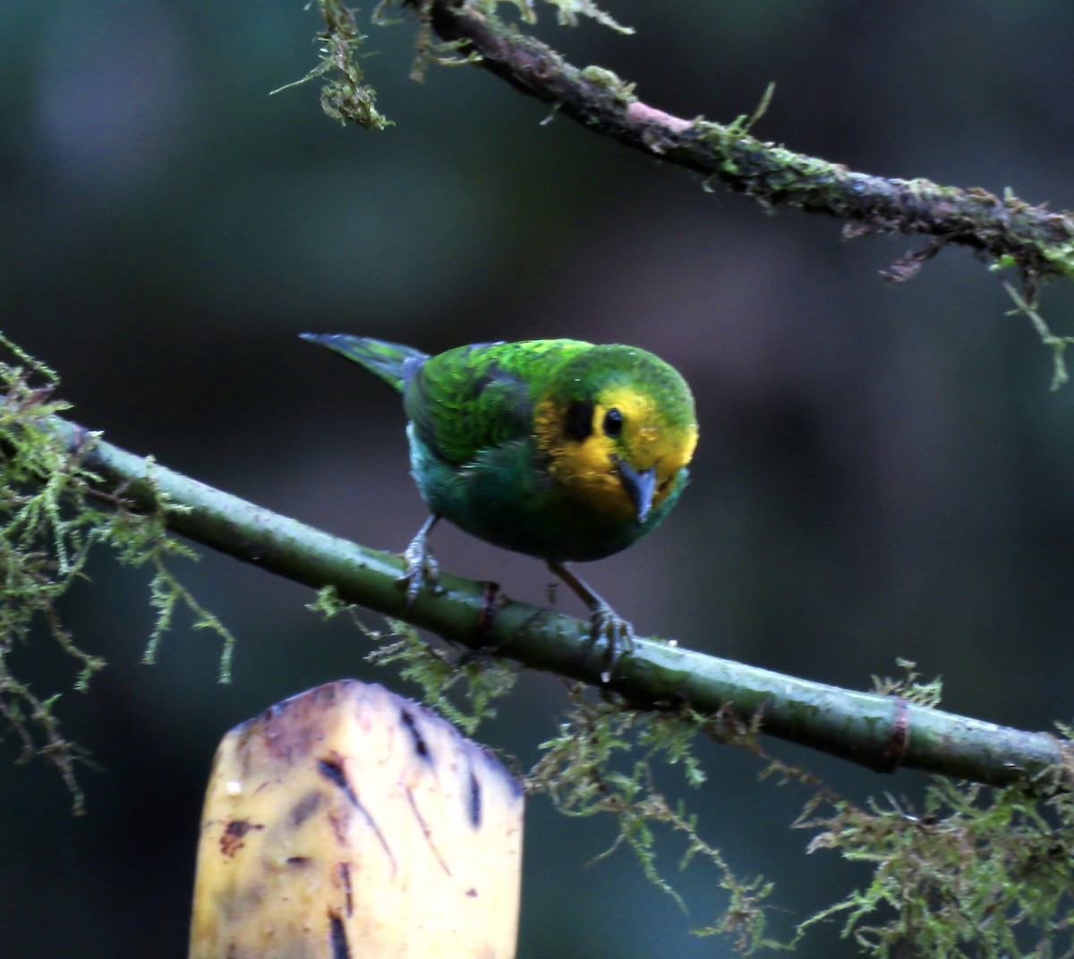 Multicolored Tanager - ML616520256