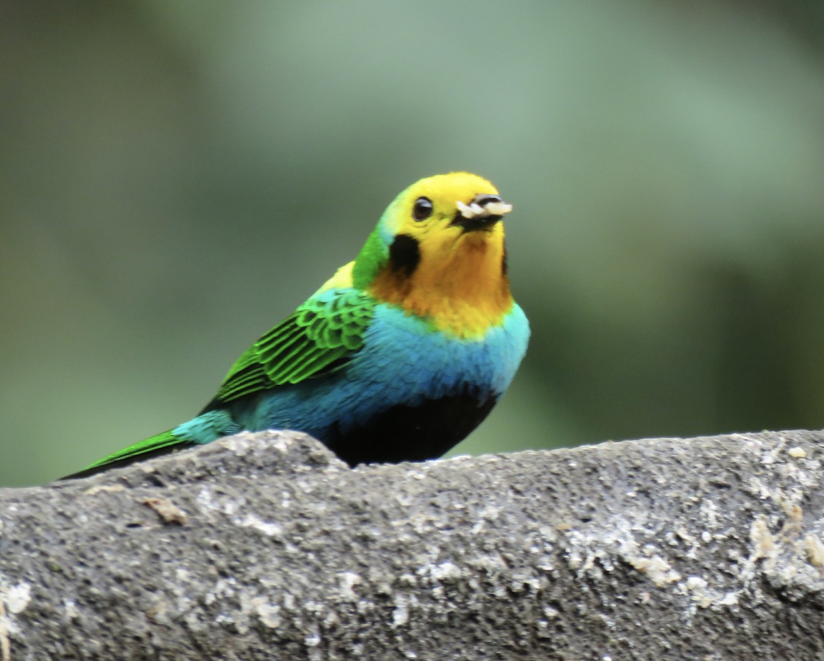Multicolored Tanager - ML616520257