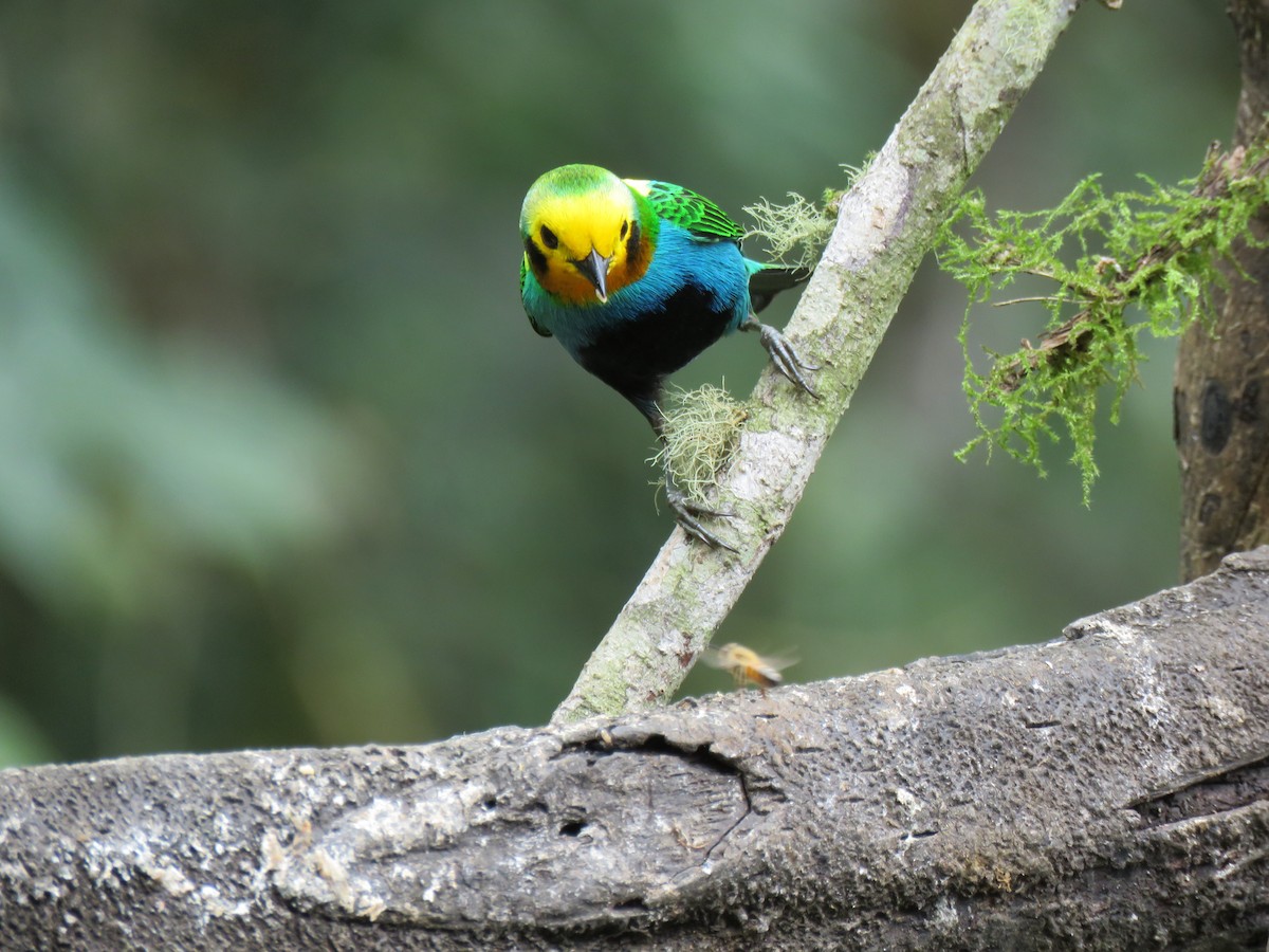 Multicolored Tanager - ML616520262