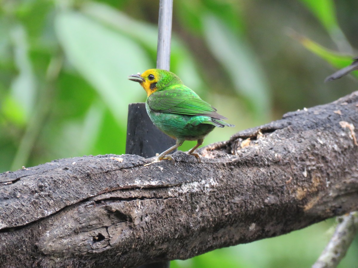 Multicolored Tanager - ML616520263