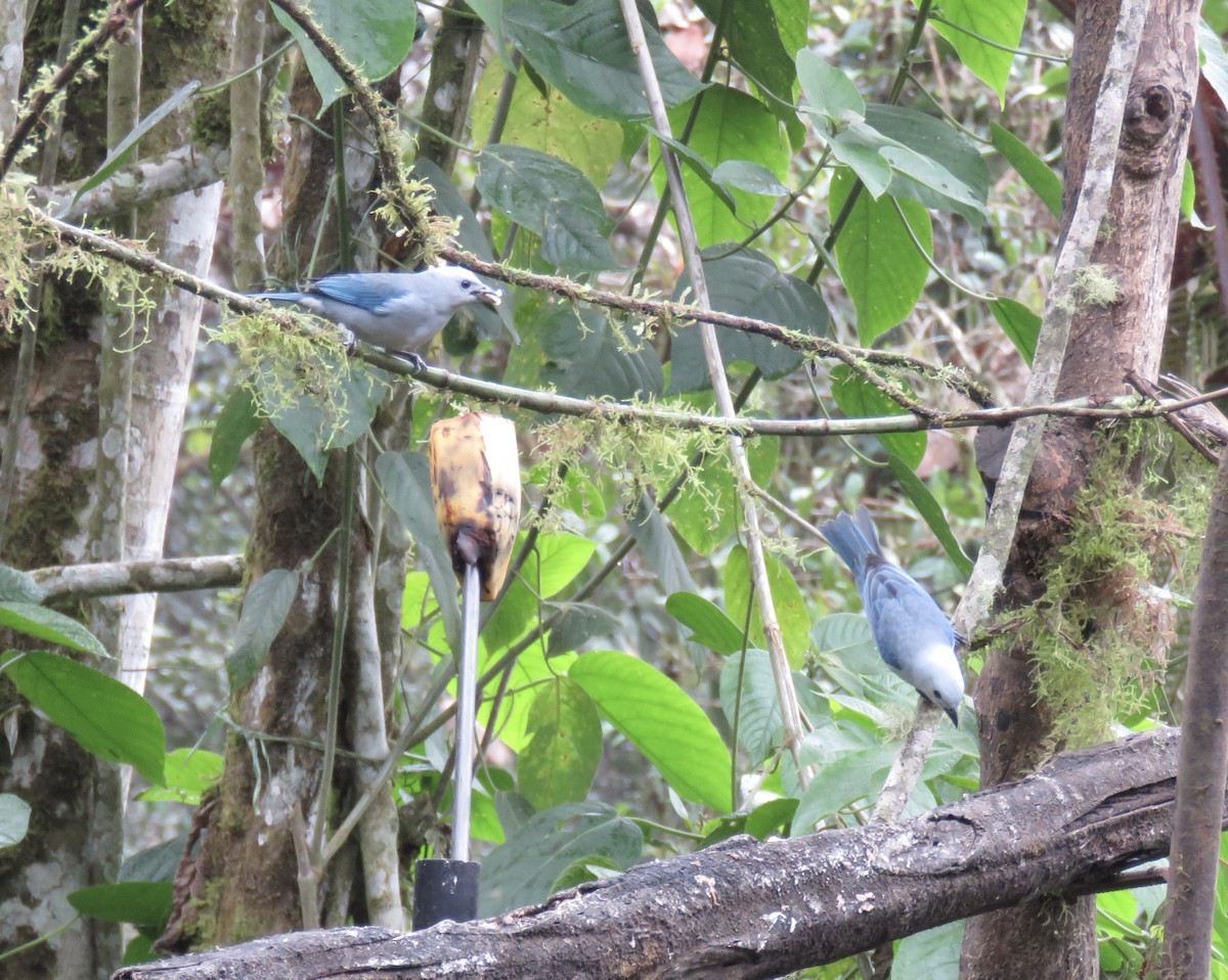 Blue-gray Tanager - ML616520310