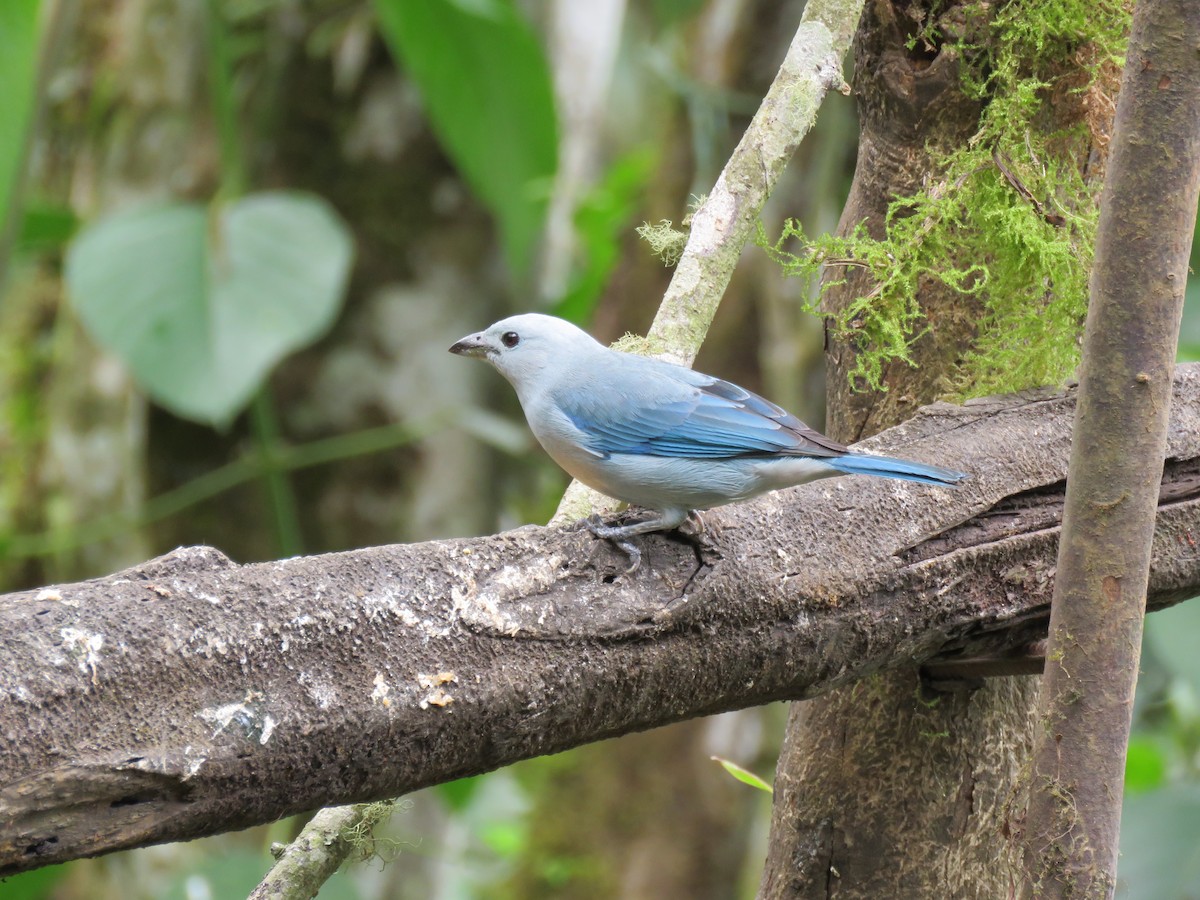 Blue-gray Tanager - ML616520311