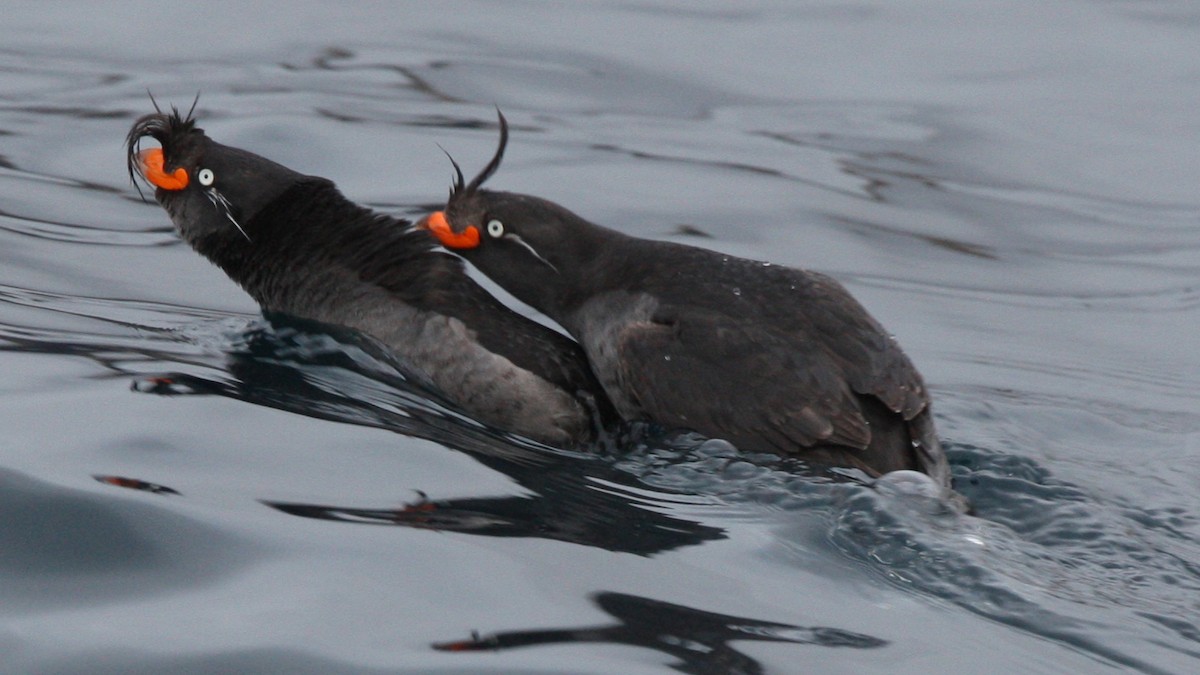 Crested Auklet - ML616520319