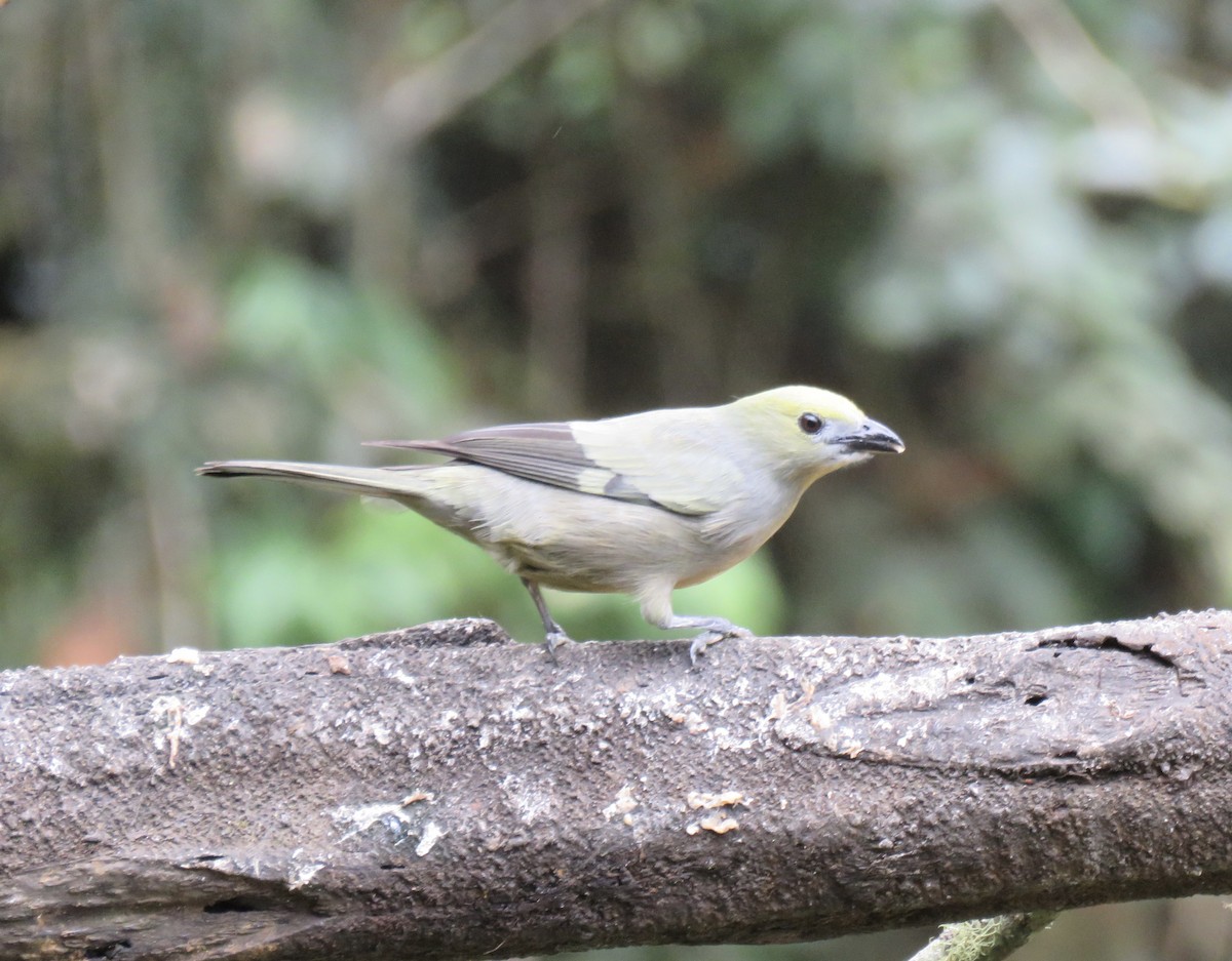 Palm Tanager - Chris Welsh