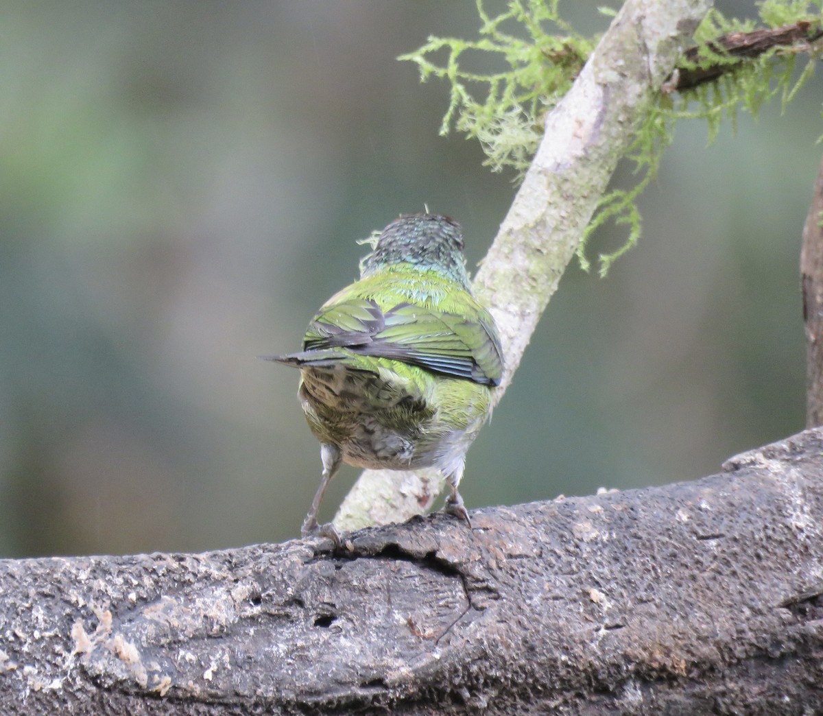 Black-capped Tanager - ML616520374
