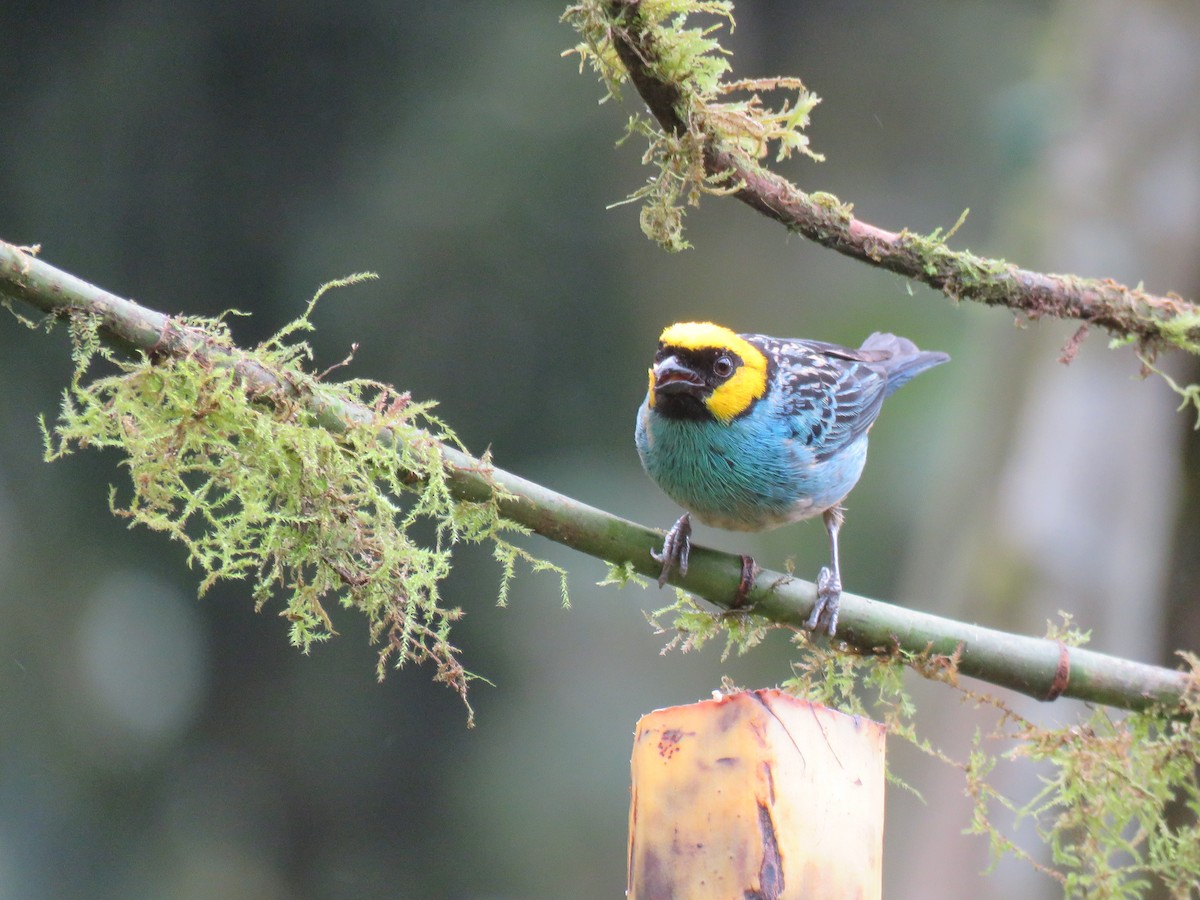 Saffron-crowned Tanager - ML616520396