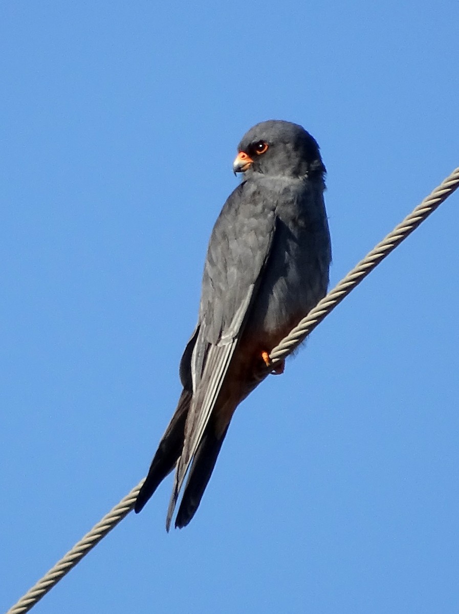 Red-footed Falcon - ML616520638