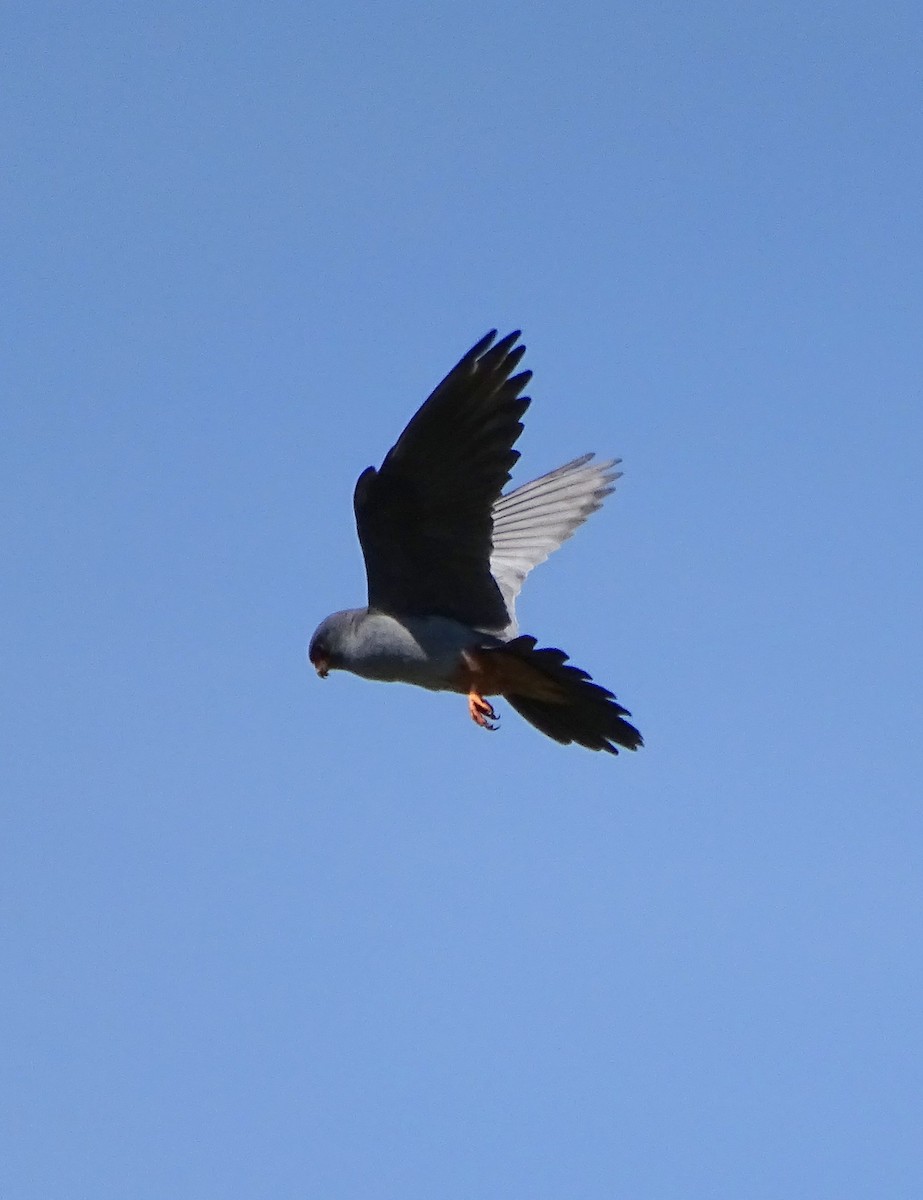 Red-footed Falcon - ML616520641