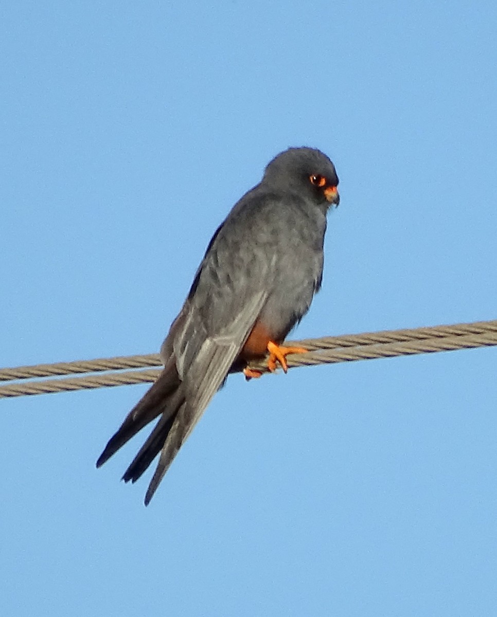 Red-footed Falcon - Ángel Bereje Guidault