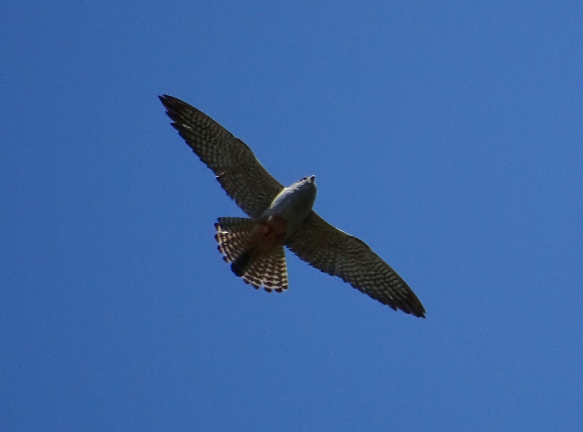 Red-footed Falcon - ML616520643