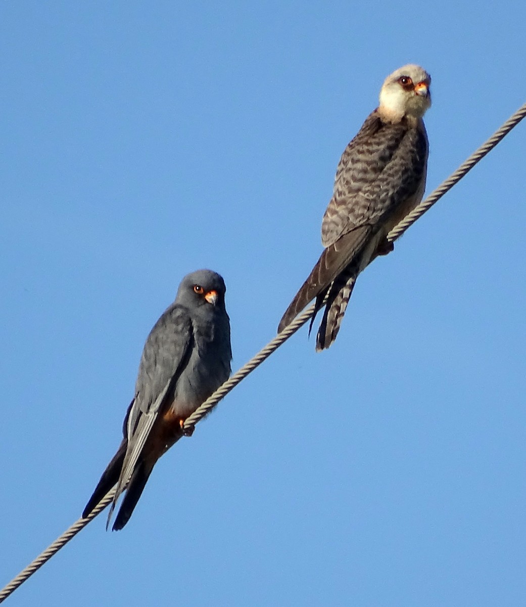Red-footed Falcon - ML616520645