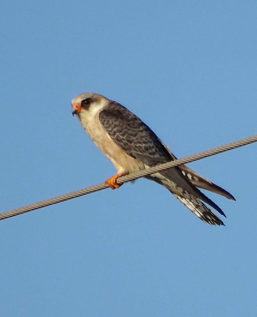 Red-footed Falcon - ML616520646