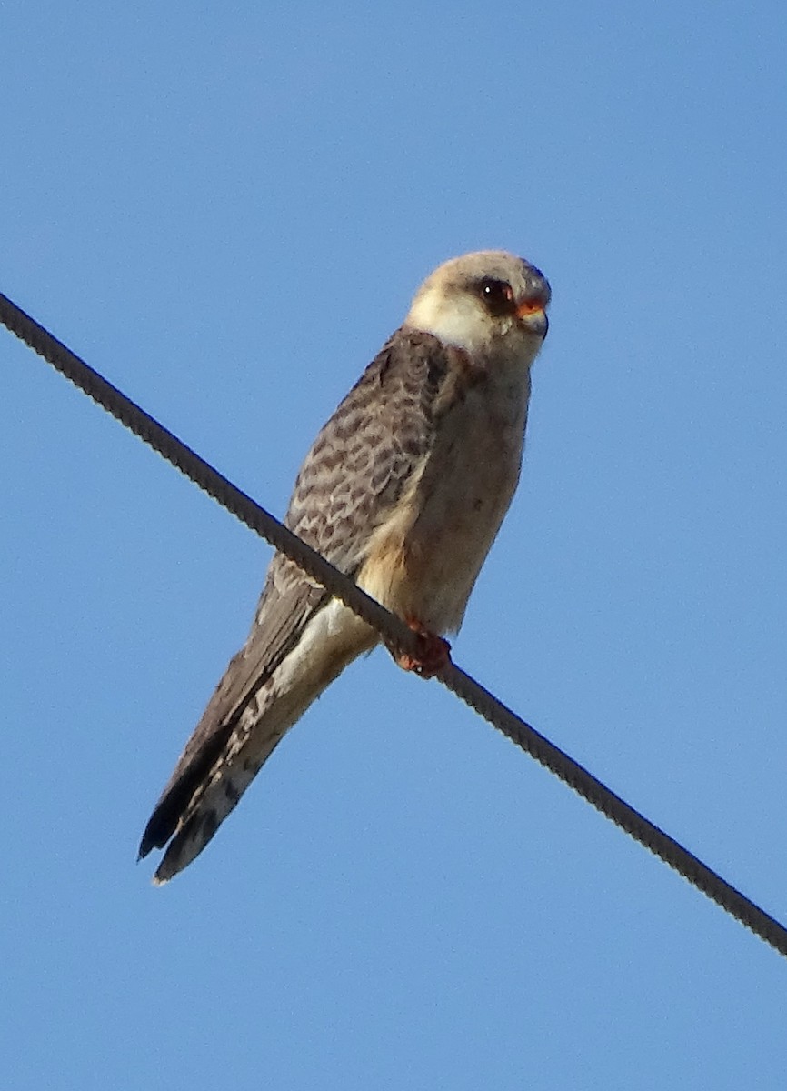 Red-footed Falcon - ML616520648