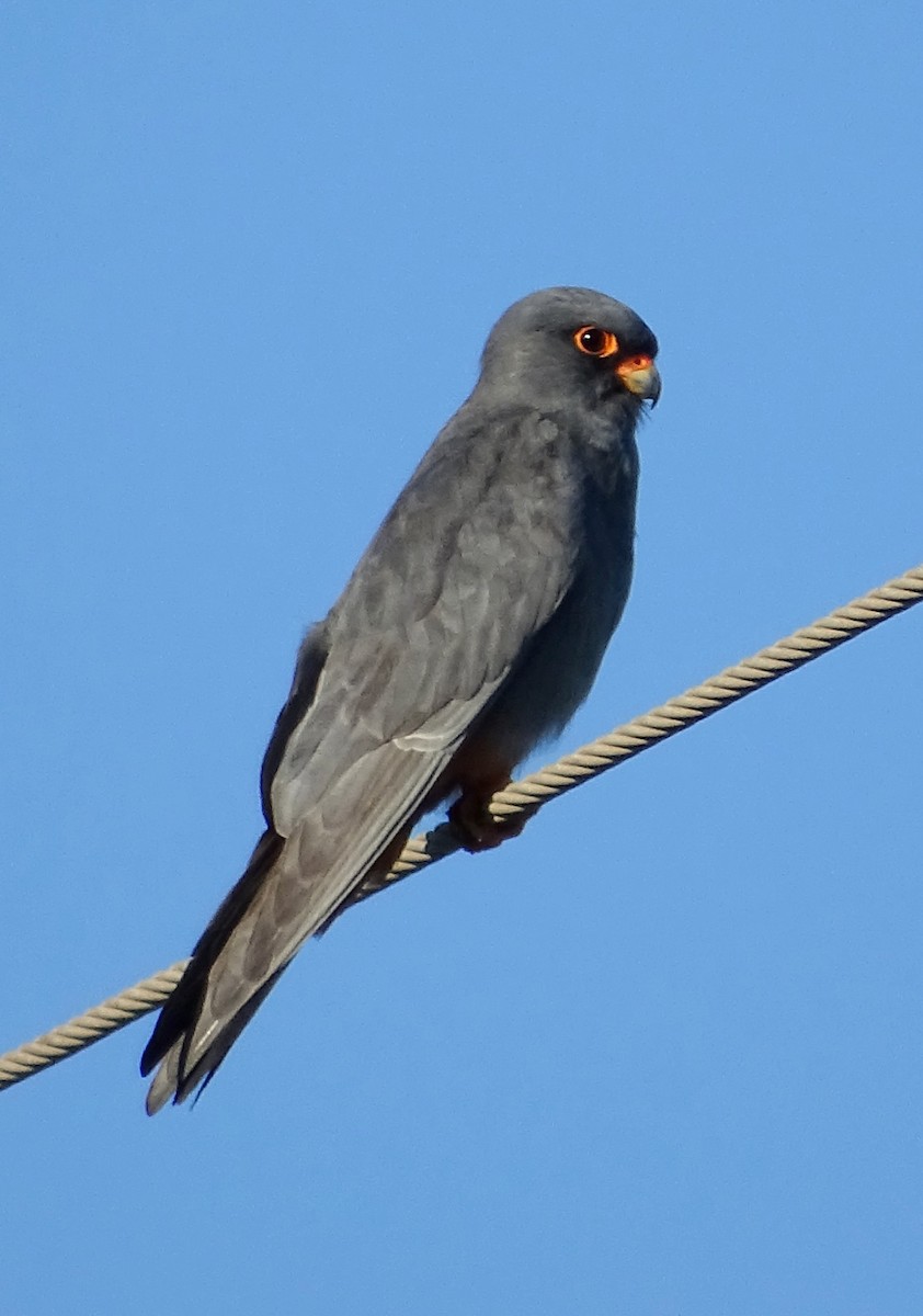 Red-footed Falcon - ML616520649