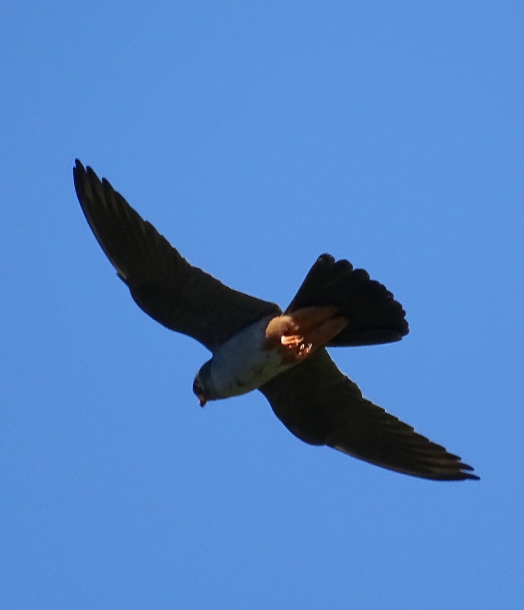 Red-footed Falcon - ML616520650