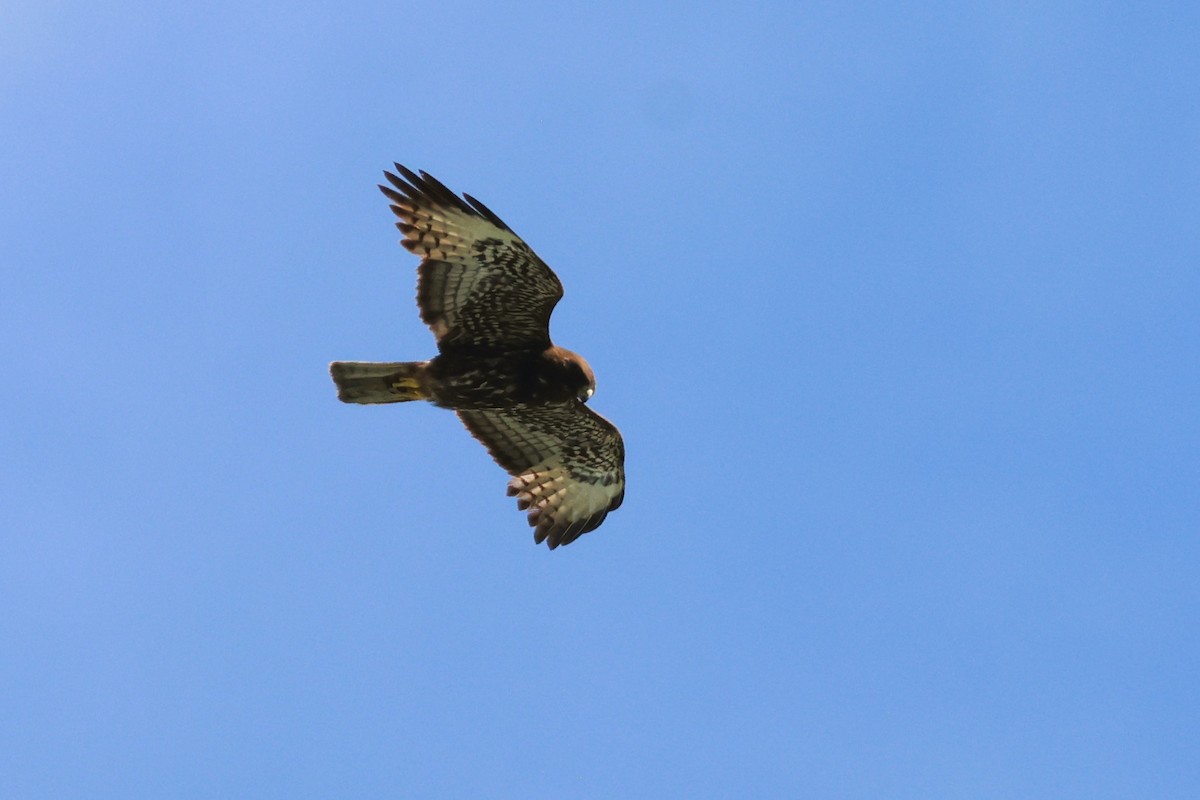 Short-tailed Hawk - Audrey Whitlock