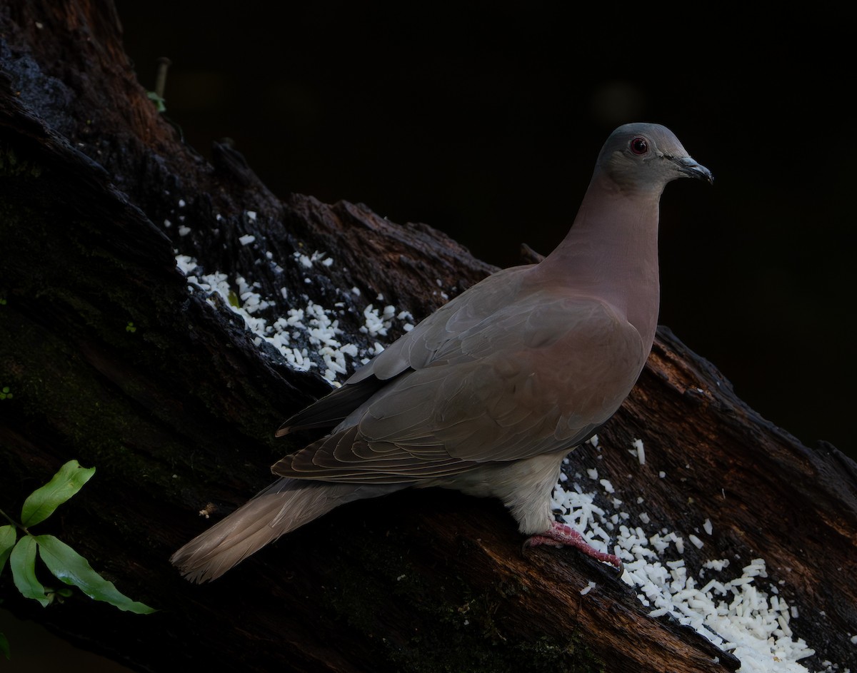 Pale-vented Pigeon - Mary Catherine Miguez