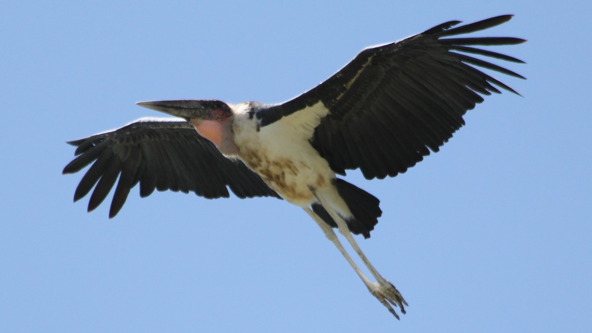 Marabou Stork - Corné Pieterse