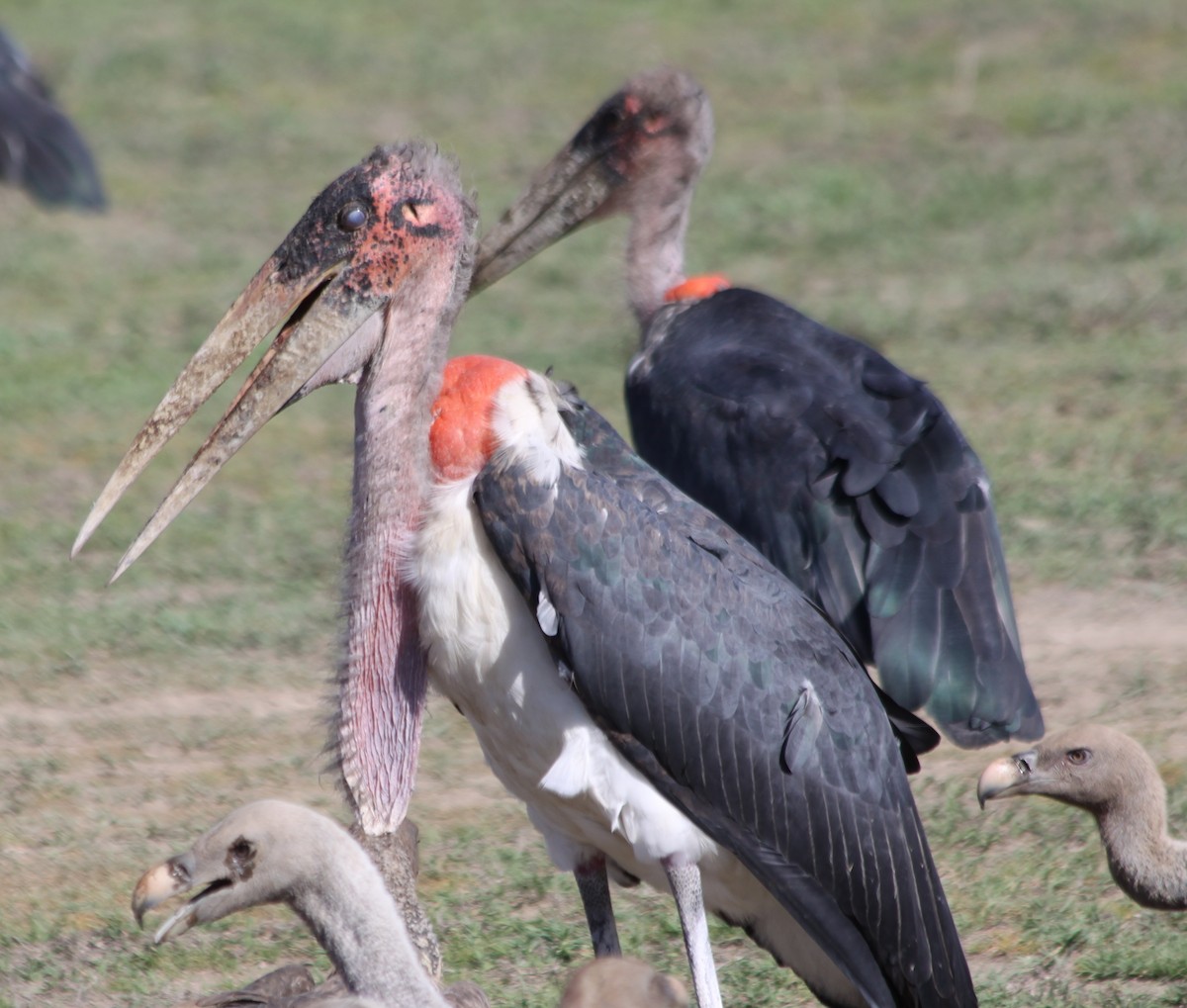 Marabou Stork - Corné Pieterse