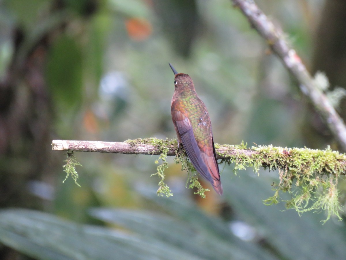 hummingbird sp. - ML616520901