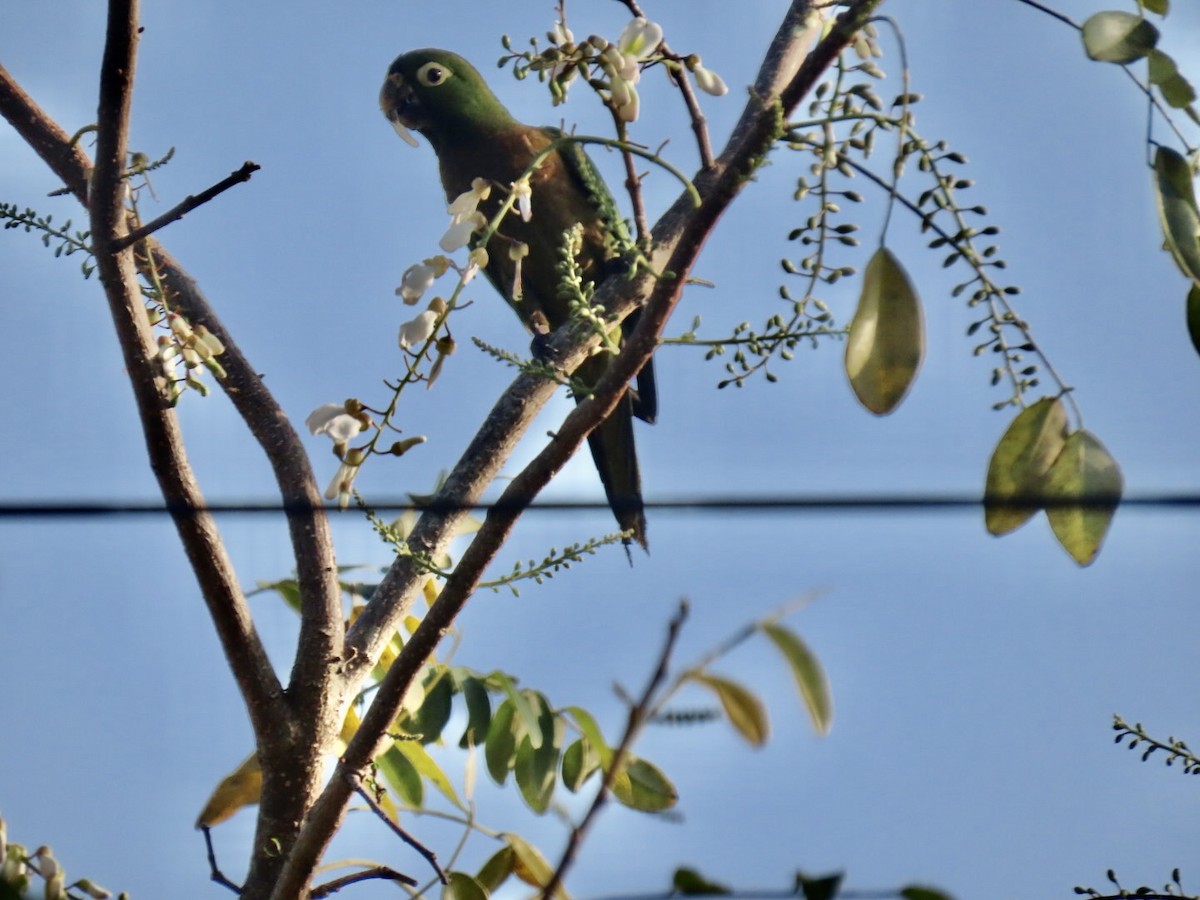 Olive-throated Parakeet (Aztec) - Liz Markiewicz