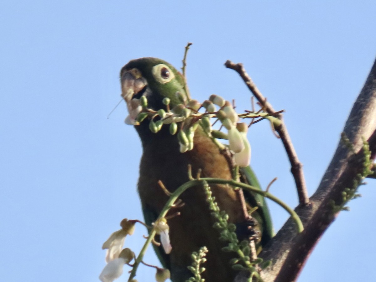 Olive-throated Parakeet (Aztec) - Liz Markiewicz