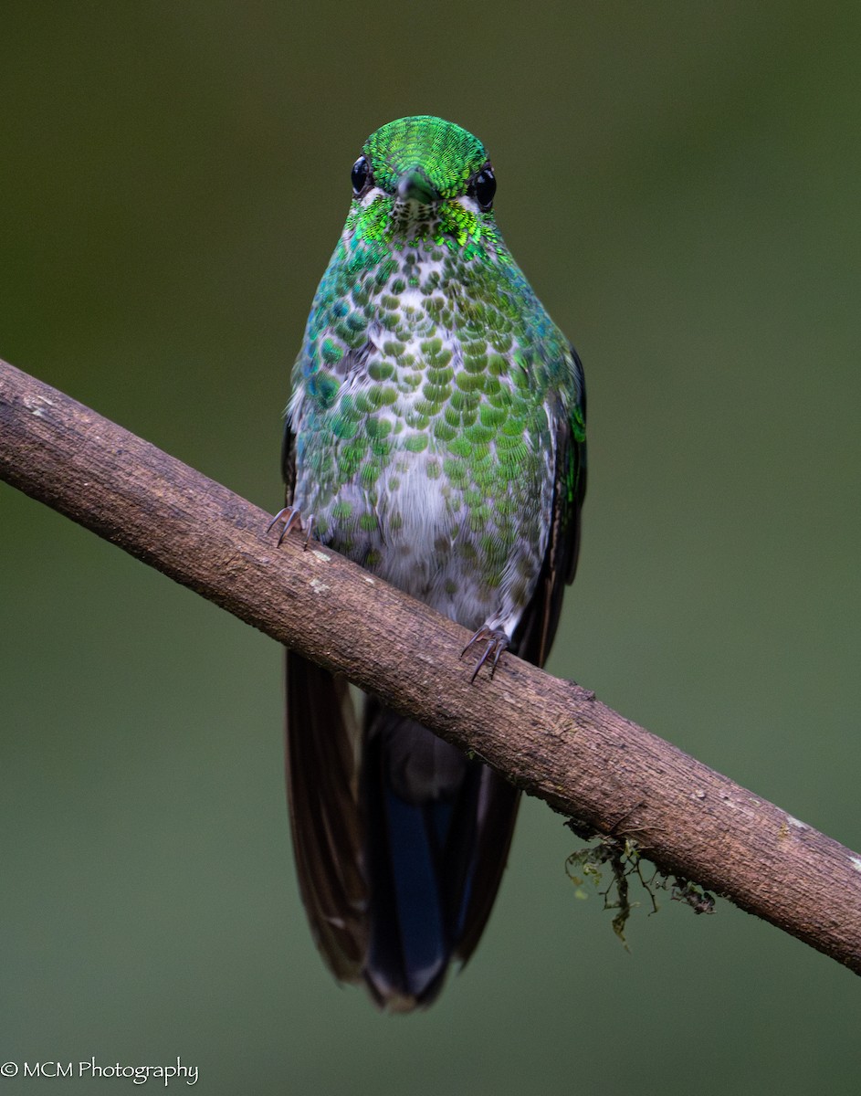 Green-crowned Brilliant - ML616521042
