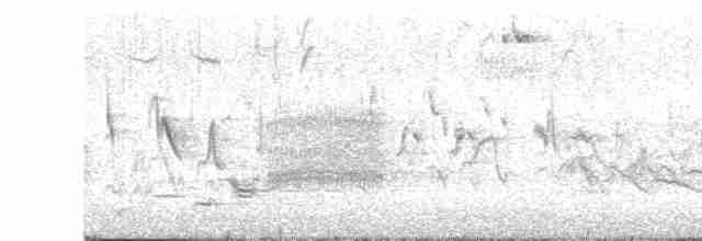 Amerika Çütresi (purpureus) - ML616521046