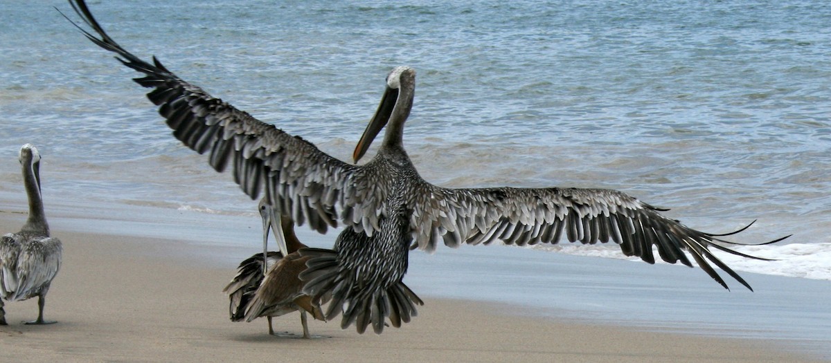 Brown Pelican (California) - ML616521052