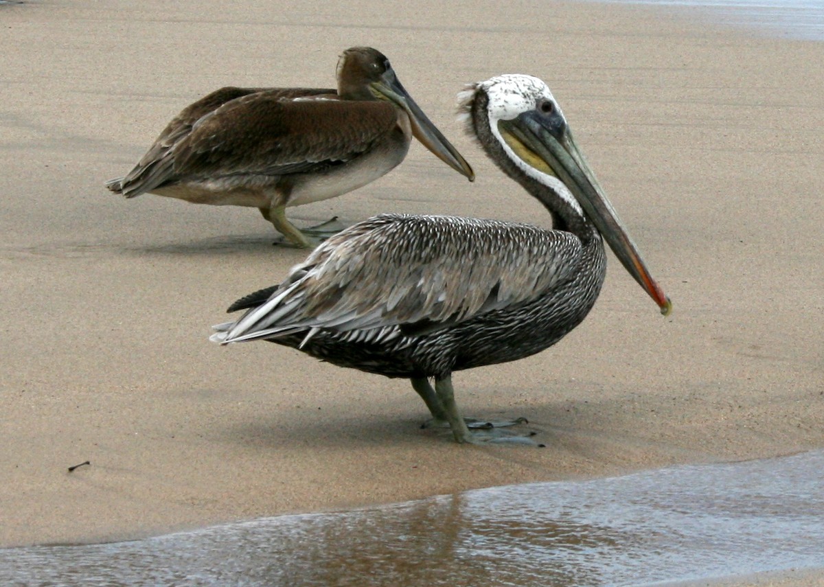 Brown Pelican (California) - ML616521054